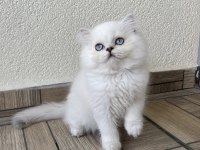 Minik sevimli ayıcık british longhair oğlum