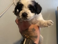 2 morkie yavrumuz kaldı