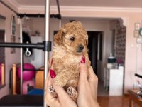 Maltipoo Bebeklerim