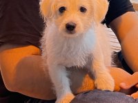 Maltese terrier Rus finosu kırması oğlumuza yuva