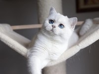 British shorthair dişi kedimiz