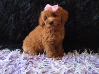 Dişi Toy Poodle Bebeğimiz
