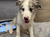 2 aylık blue merle border collie