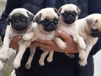 Orijinal pug bebekler