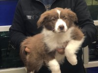 Border Collie Erkek Yavrularımız
