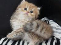 Ay11 By12 Ny11 safkan Golden yavrular Catteryden