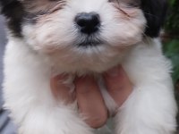 Harika Morkie bebekler