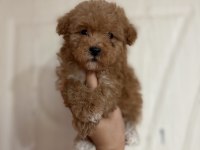 Herkes Poodle Sahibi Olsun Diye