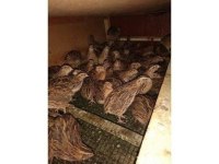 Yumurtaya yeni başlayacak 45 günlük bıldırcınlar