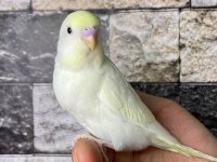 Yavru muhabbet kuşu alıştırma konuşturmak için acele edin