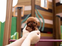 Şecereli Toy Poodle Yavrular Ruhsatlı Üretim Çiftliği