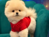 POMERANİAN BOO YAVRU KÖPEKLER