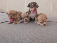 Avrupa Standartlarındaki Bebek Köpeklerim
