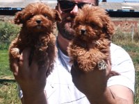 Maltipoo yavrular