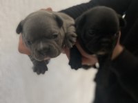 French bulldog yavrularımız