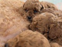 Toy Poodle Bebek Yavrularım