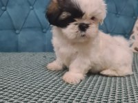 A kalite shih tzu