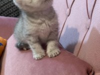 British shorthair bebeğimiz