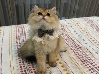 British Longhair 10 Aylık Safkan-Dişi