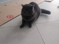 British shorthair 8 aylık erkek