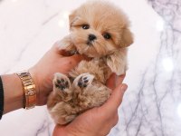 UYGUN BÜTÇELİ MALTİPOO YAVRULARİM