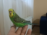Eğitime Müsait Konuşturmalık Jumbo Muhabbet Bebeler