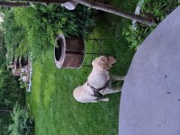 9 aylık golden retriever