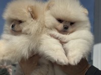Show kalite pomeranian boo yavrularımız