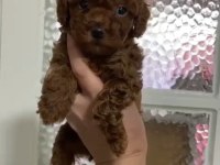 Annesinin yanında büyüyen poodle bebeğim
