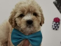 Maltipoo Adrese Teslim, Kapıda Ödeme Yapabilirsiniz