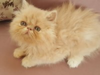 EGZOTİK SARI ŞEKER İRAN KEDİSİ