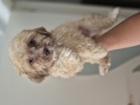 Maltipoo yavrum 55 gunluk