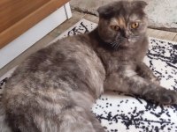 Scottish fold kedimiz pakize yeni yuvasını arıyor