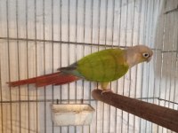 Cıvıl cıvıl rengarenk uysal bebek kuşlar için ulaşın