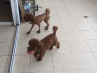 Safkan toy poodle 28cm