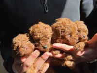 Toy Poodle Puppy