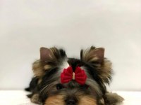 Mini Minnak Yorkshire
