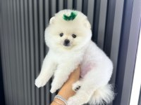 Pomeranian teacup beyaz erkek