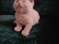 Safkan Fawn British Shorthair Erkek