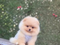 Irk ve Sağlık Garantili Pomeranian Boo Köpeği