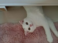 Beyaz scottish fold