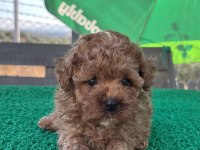 Kore kan toy poodle dişi bebek