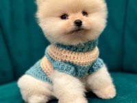 POMERANİAN BOO YAVRULARI