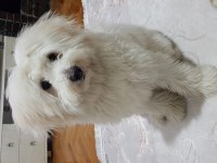 AMA ÇOK ŞEKER MALTESE