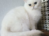 British shorthair ny 12 33 erkek