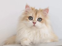 BLH 6 aylık erkek british longhair