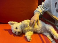Minnak 0 numara kızım terrier