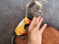 MİCRO BOY EN KALİTELİ ŞİVAVA YAVRULAR