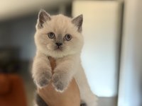 Ayı Surat Top Kafa Brıtısh Shorthair Yavrularım