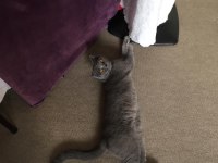 British shorthair